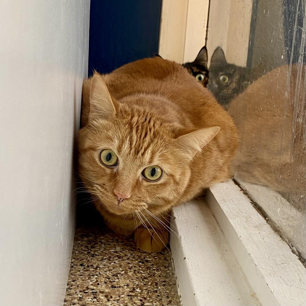 Fishstick, Adoptable, Adult Male Domestic Short Hair.