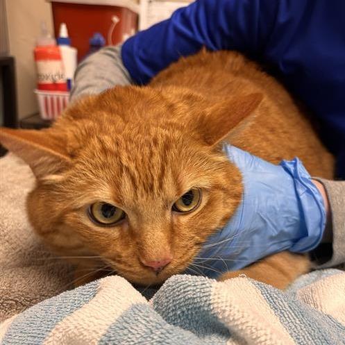 Enlarge Fishstick, a Adoptable Domestic Short Hair in Tempe, AZ image 2/2