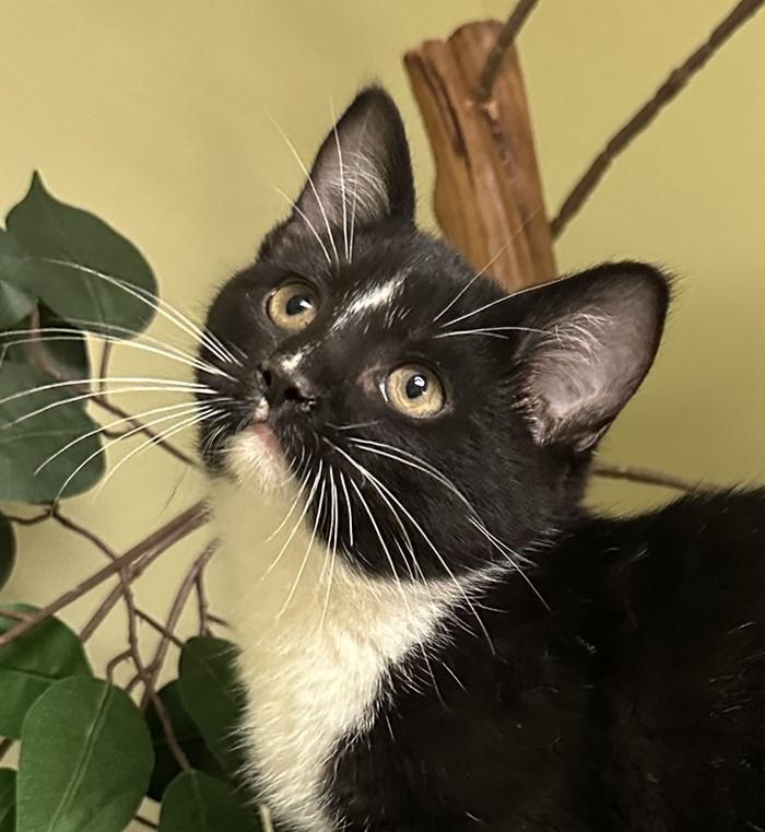 Boston Cream, Baby Male Domestic Short Hair