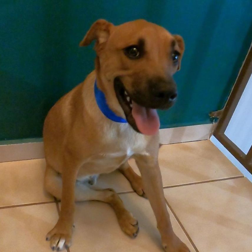 Enlarge Caramelo, a Adoptable Shepherd in Nogales, SON image 1/4