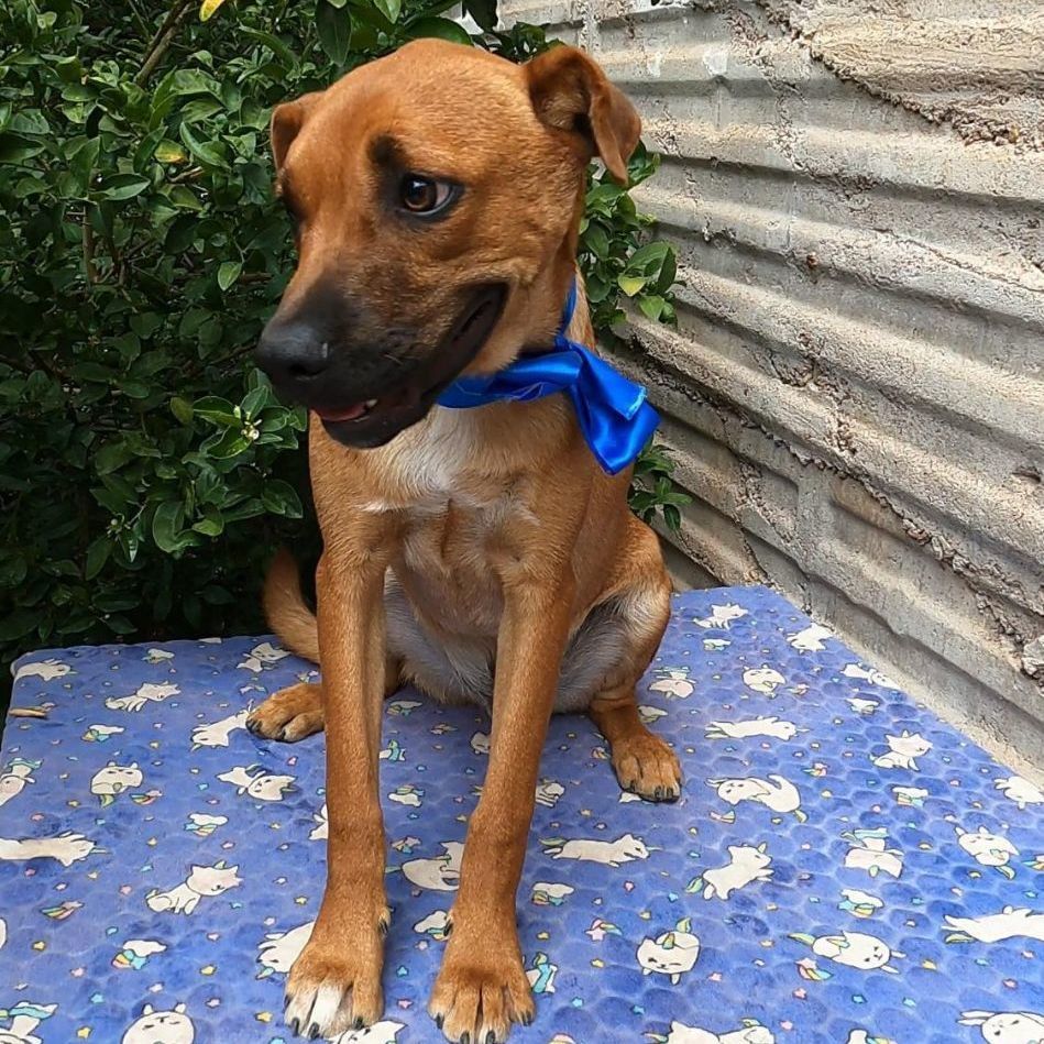 Enlarge Caramelo, a Adoptable Shepherd in Nogales, SON image 2/4