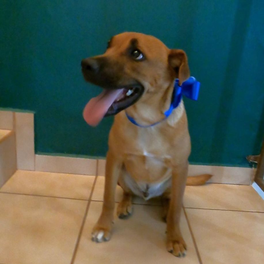 Enlarge Caramelo, a Adoptable Shepherd in Nogales, SON image 3/4