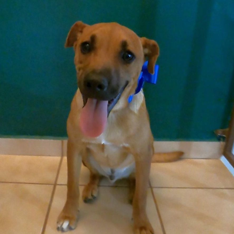 Enlarge Caramelo, a Adoptable Shepherd in Nogales, SON image 4/4