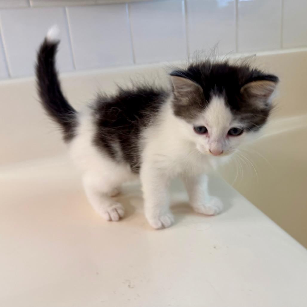 Enlarge Ewok 2026-415, a Adoptable Domestic Long Hair in Winder, GA image 1/4