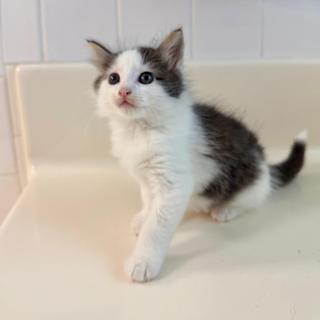 Enlarge Ewok 2026-415, a Adoptable Domestic Long Hair in Winder, GA image 2/4