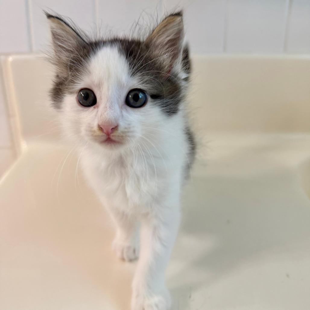 Enlarge Ewok 2026-415, a Adoptable Domestic Long Hair in Winder, GA image 3/4
