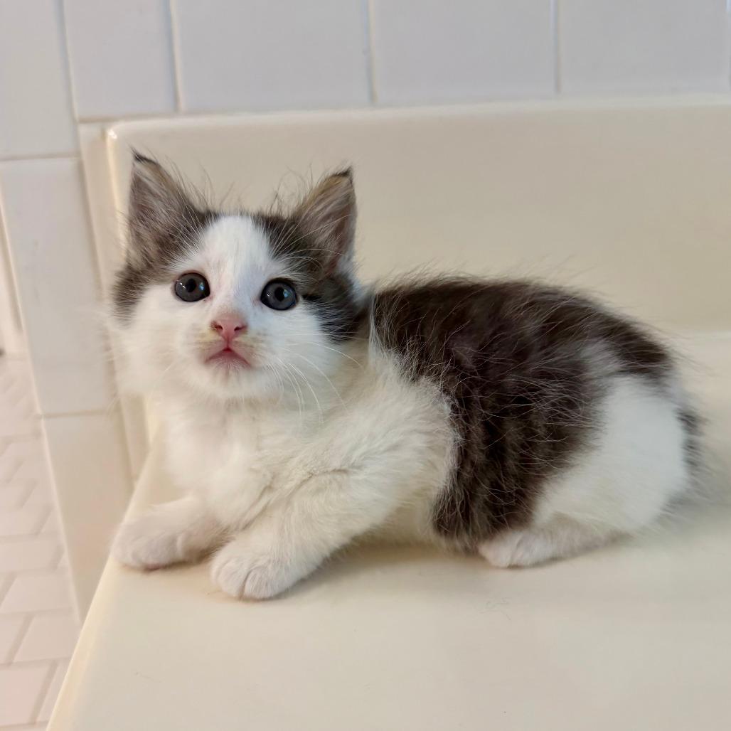 Enlarge Ewok 2026-415, a Adoptable Domestic Long Hair in Winder, GA image 4/4