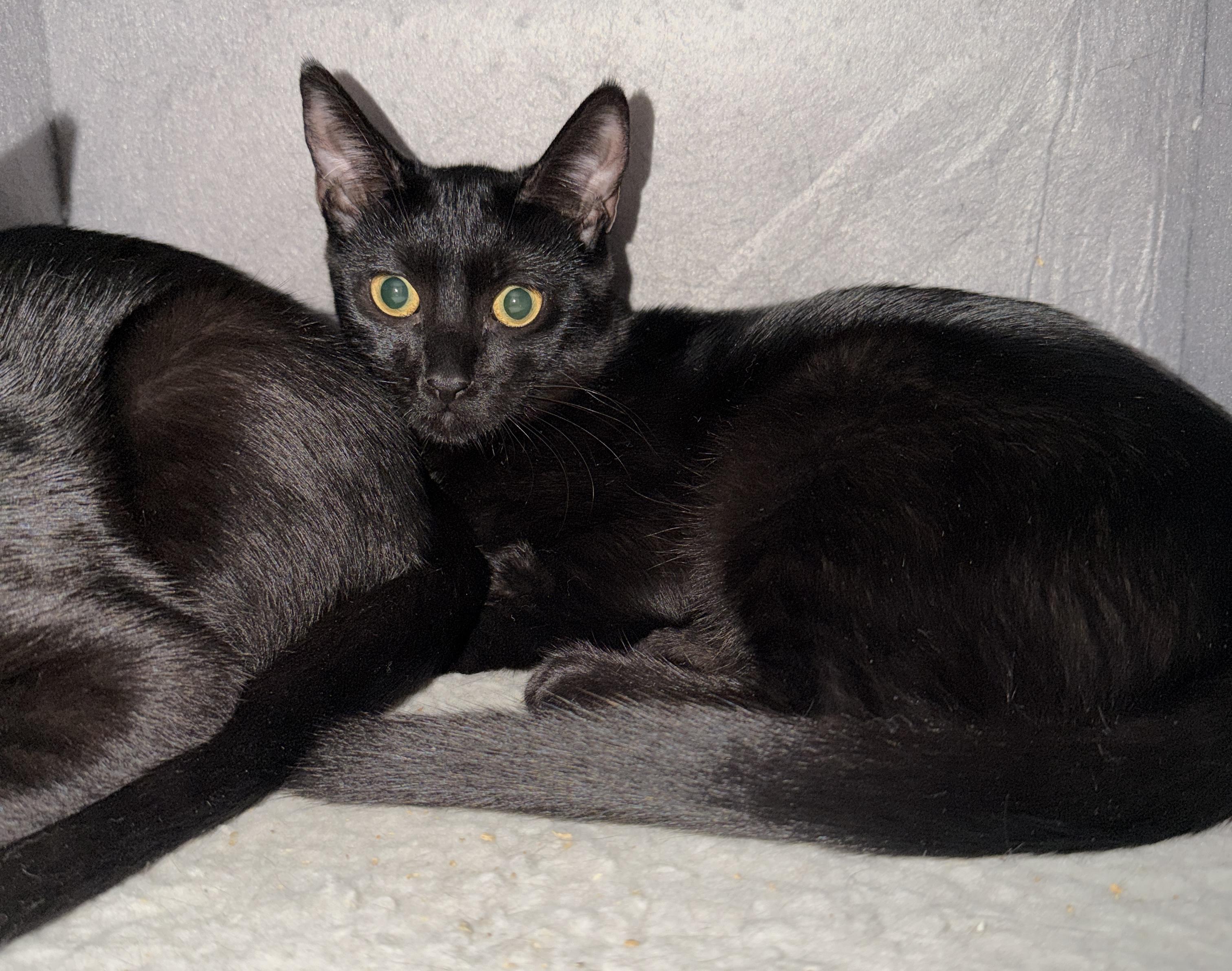 Ivy, Adoptable, Young Female Domestic Short Hair.