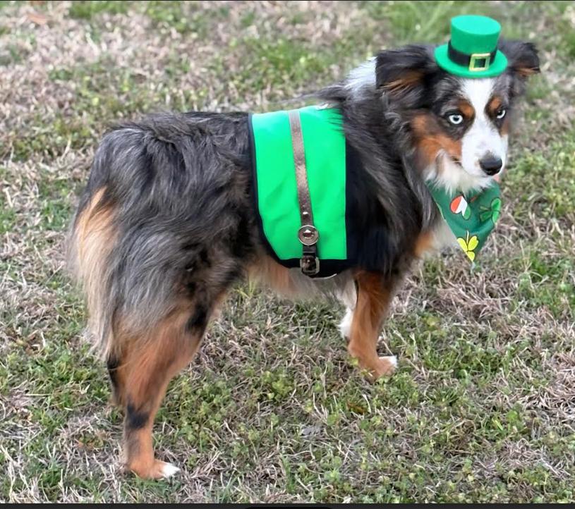 Enlarge Yeager in LA, a Adoptable Australian Shepherd in Cranston, RI image 1/2
