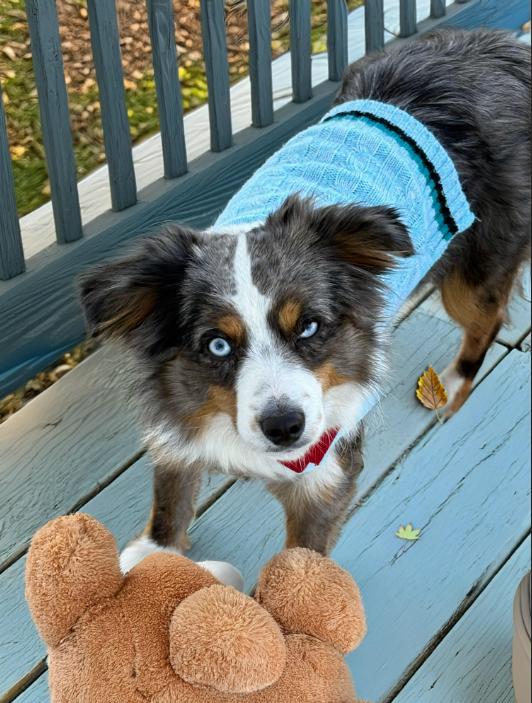 Yeager in LA, Adoptable, Young Male Australian Shepherd.