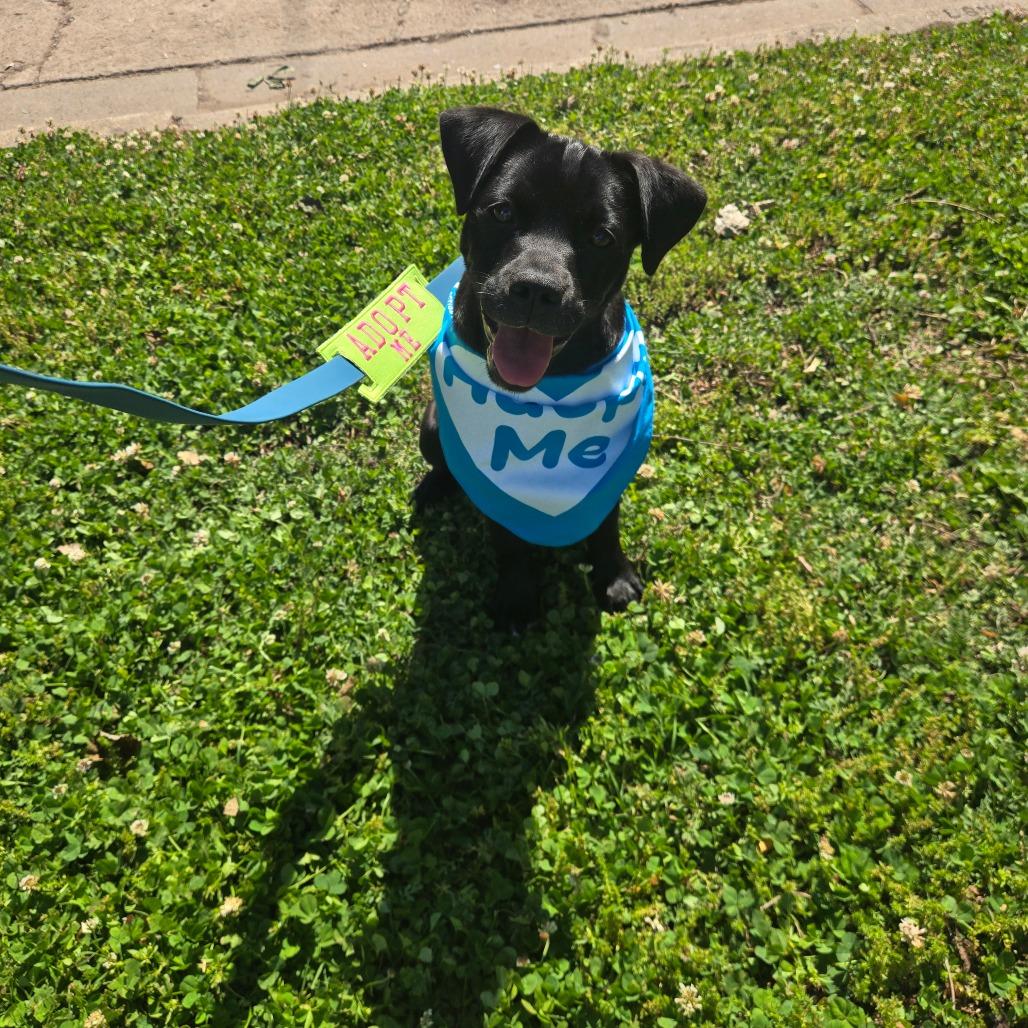 Athena, Adoptable, Puppy Female Labrador Retriever & Mixed Breed.