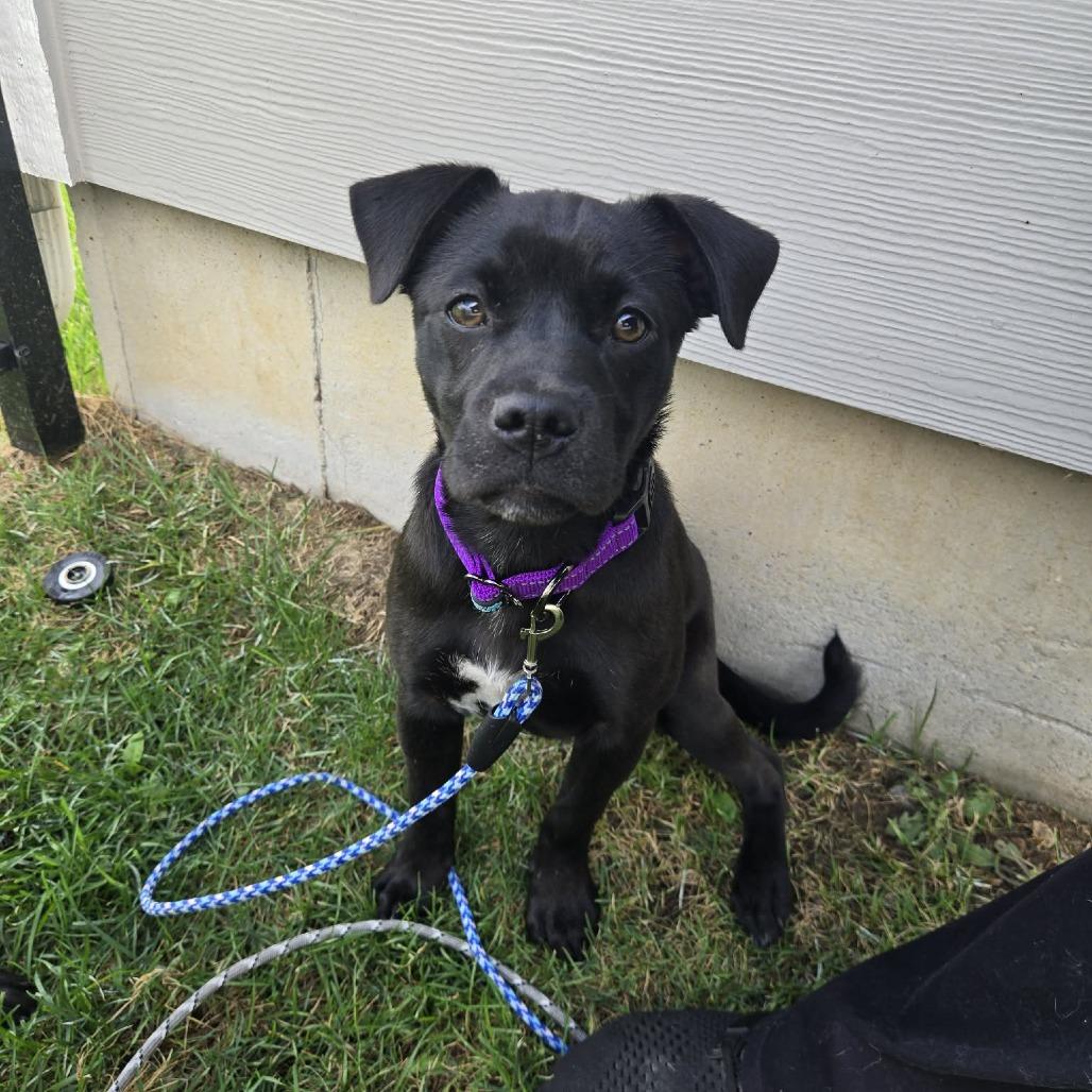 Athena, Adoptable, Puppy Female Labrador Retriever & Mixed Breed.