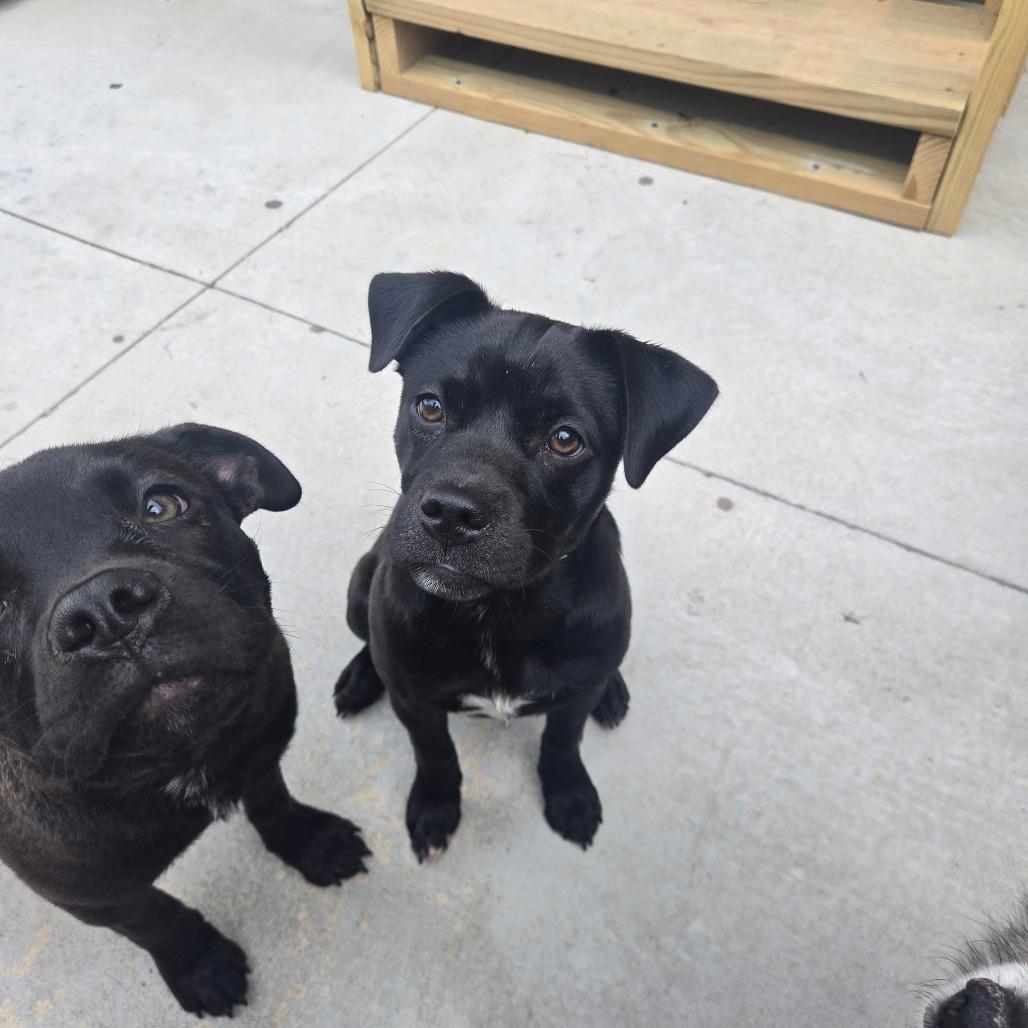 Enlarge Athena, a Adoptable mixed breed in Wichita, KS image 2/4