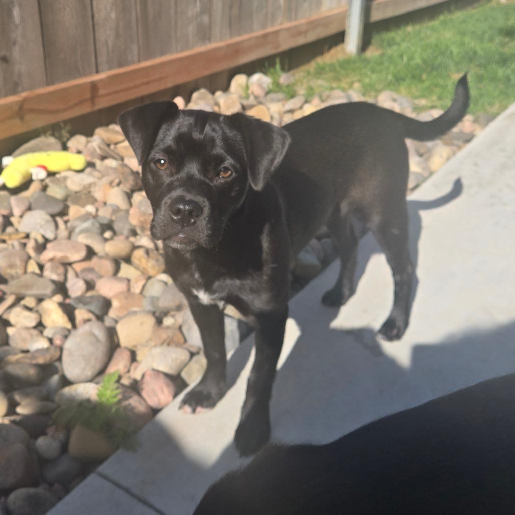 Enlarge Athena, a Adoptable mixed breed in Wichita, KS image 3/4