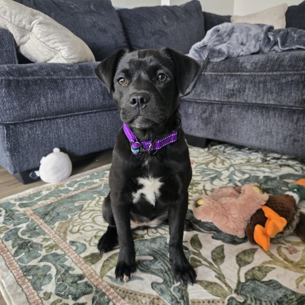 Enlarge Athena, a Adoptable mixed breed in Wichita, KS image 4/4