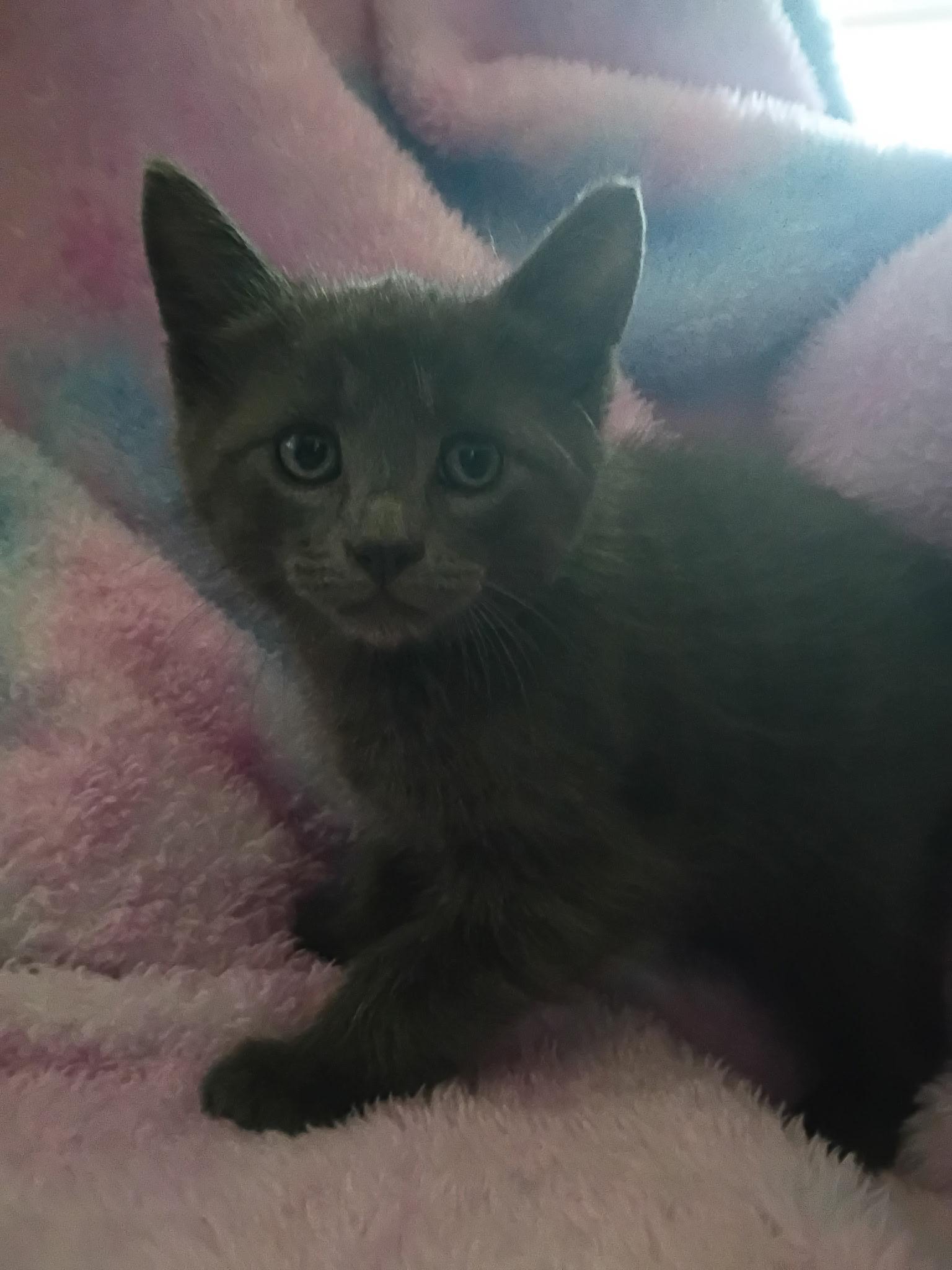 Lewis, adopted, Young Male Domestic Short Hair.