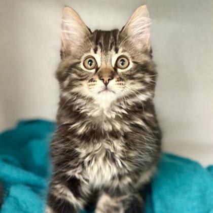 Enlarge -Pretty Boy, an adopted mixed breed in Red Bluff, CA image 1/1