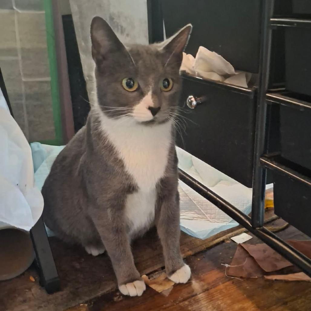 Enlarge Sneakers, a Adoptable American Shorthair in Lima, OH image 1/1