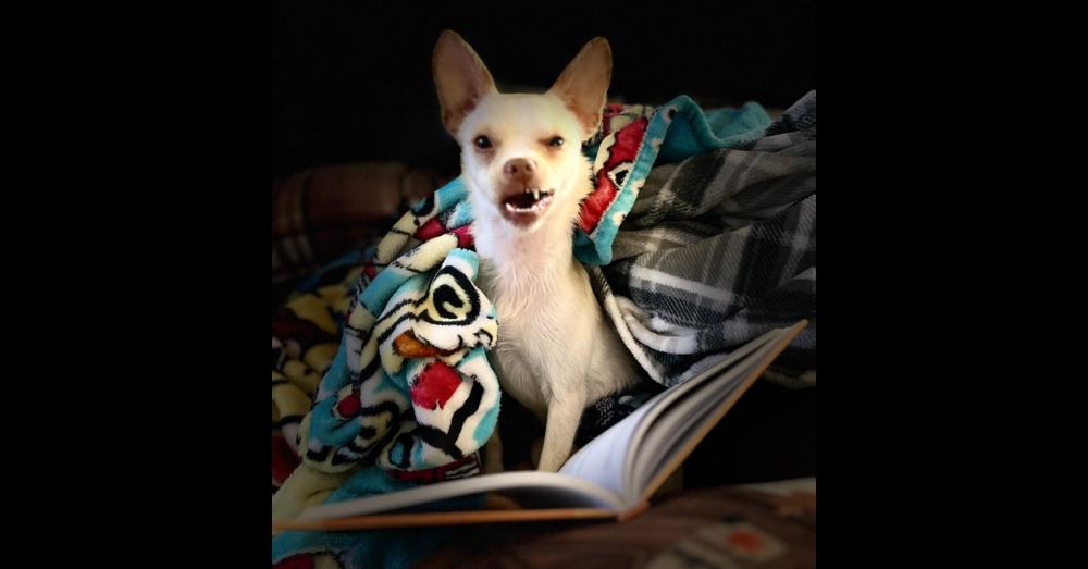 Krackers, Adoptable, Adult Male Chihuahua & Yorkshire Terrier.