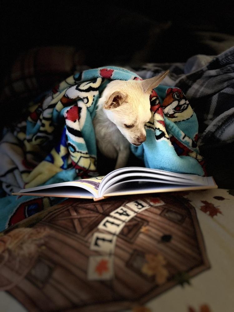 Enlarge Krackers, a Adoptable mixed breed in Milton, GA image 2/6