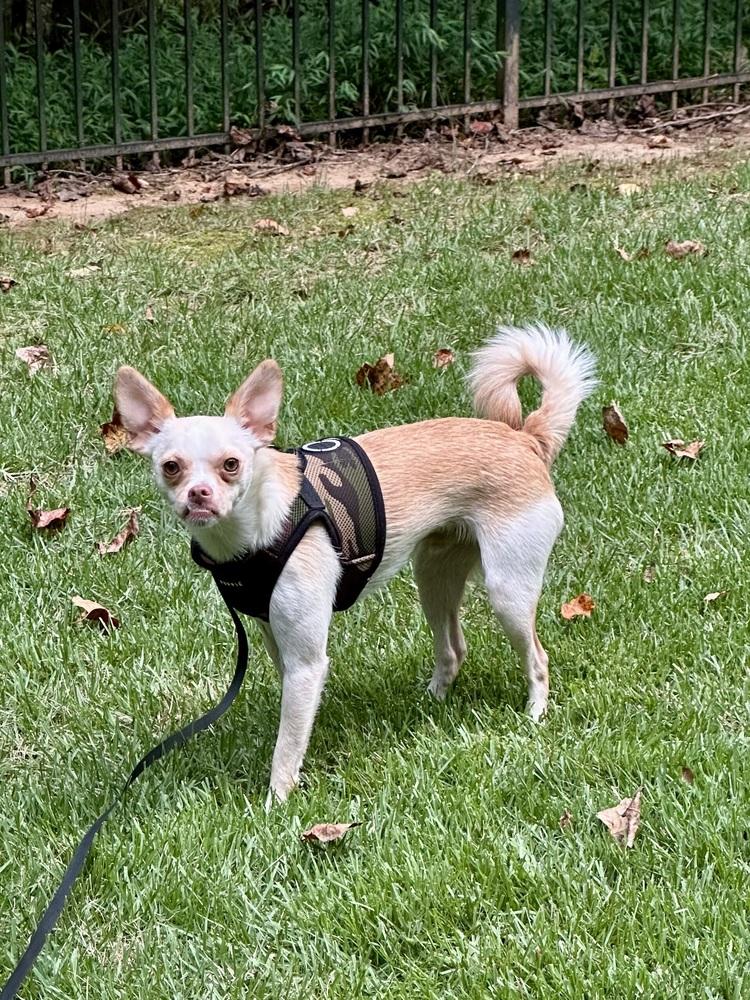 Enlarge Krackers, a Adoptable mixed breed in Milton, GA image 3/6