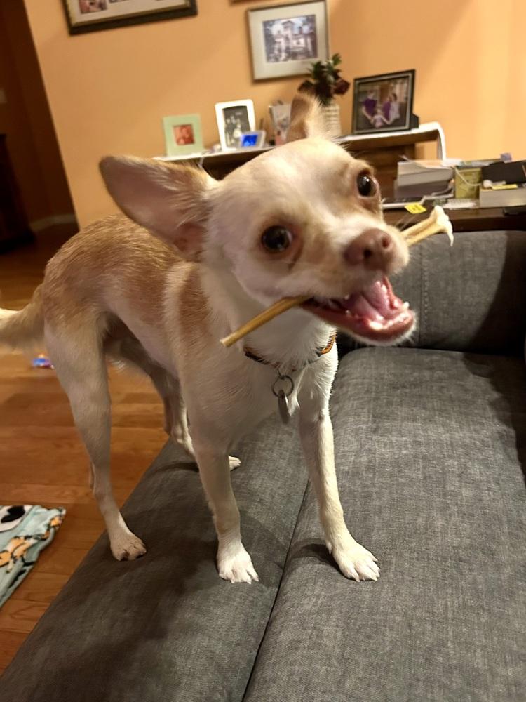 Enlarge Krackers, a Adoptable mixed breed in Milton, GA image 4/6