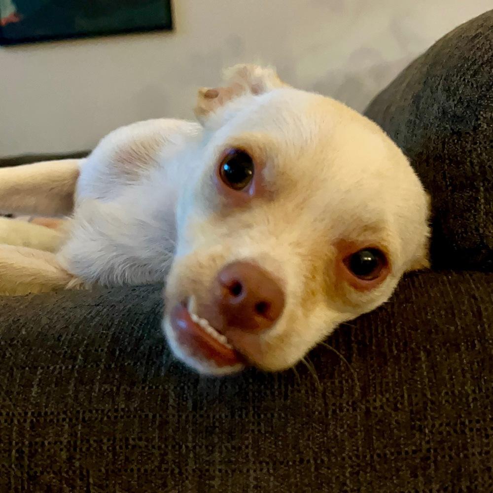 Enlarge Krackers, a Adoptable mixed breed in Milton, GA image 6/6