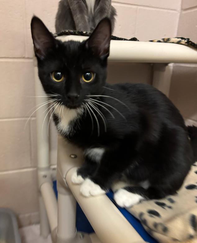 Buttercup, adopted, Young Female Domestic Short Hair.