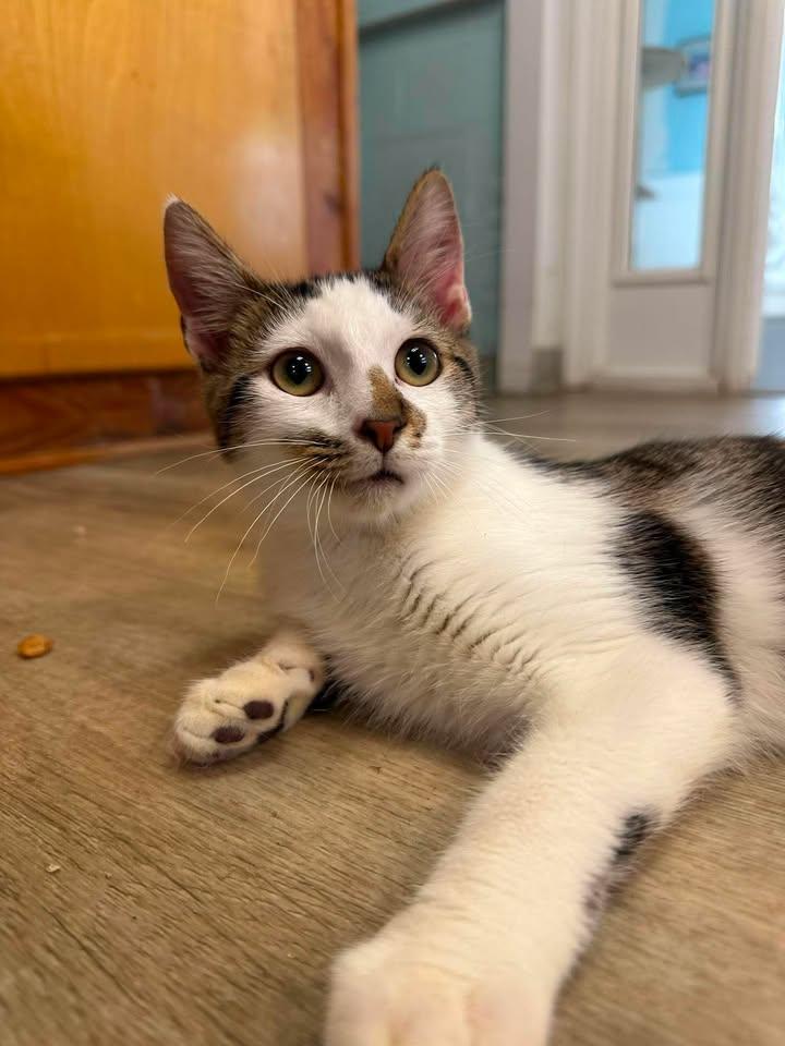 Moe, an adopted Domestic Short Hair in Wilmington, NC image 4/5