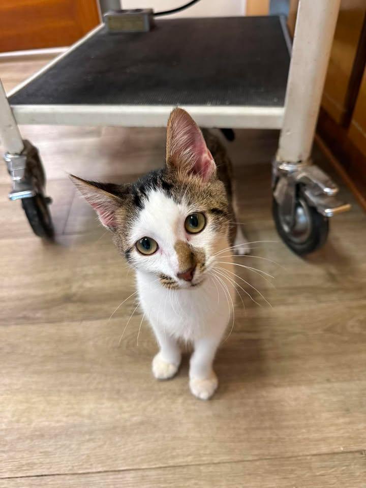 Moe, an adopted Domestic Short Hair in Wilmington, NC image 5/5