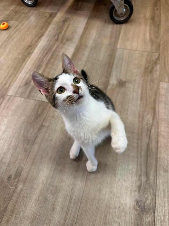 Moe, an adopted Domestic Short Hair in Wilmington, NC image 3/5