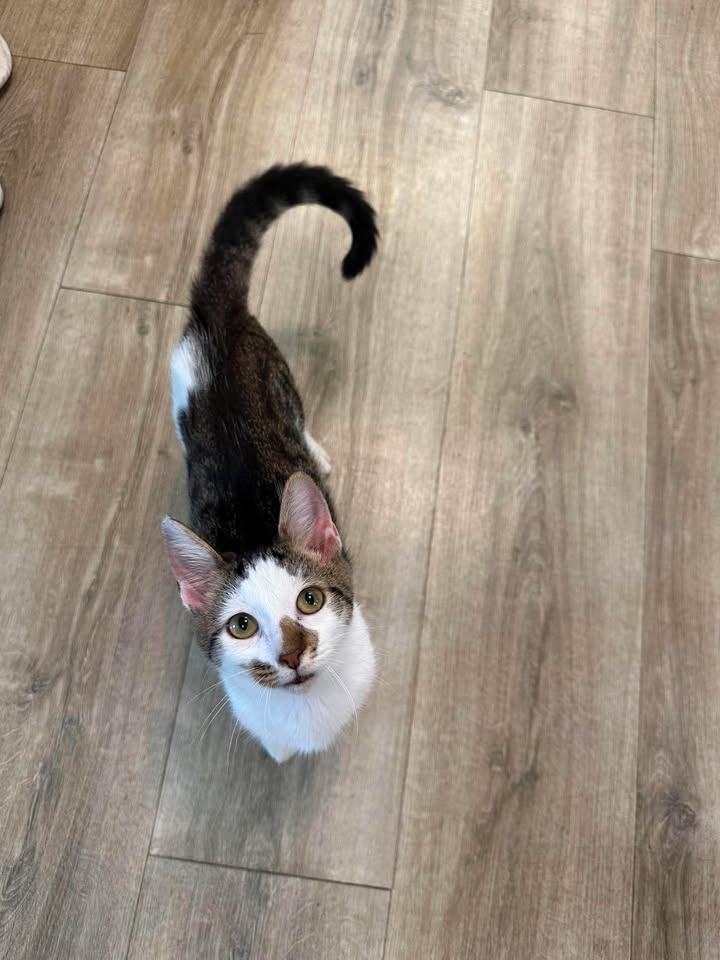 Moe, an adopted Domestic Short Hair in Wilmington, NC image 1/5
