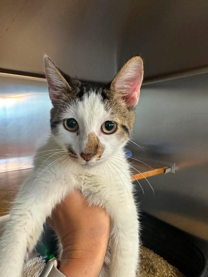 Moe, an adopted Domestic Short Hair in Wilmington, NC image 2/5