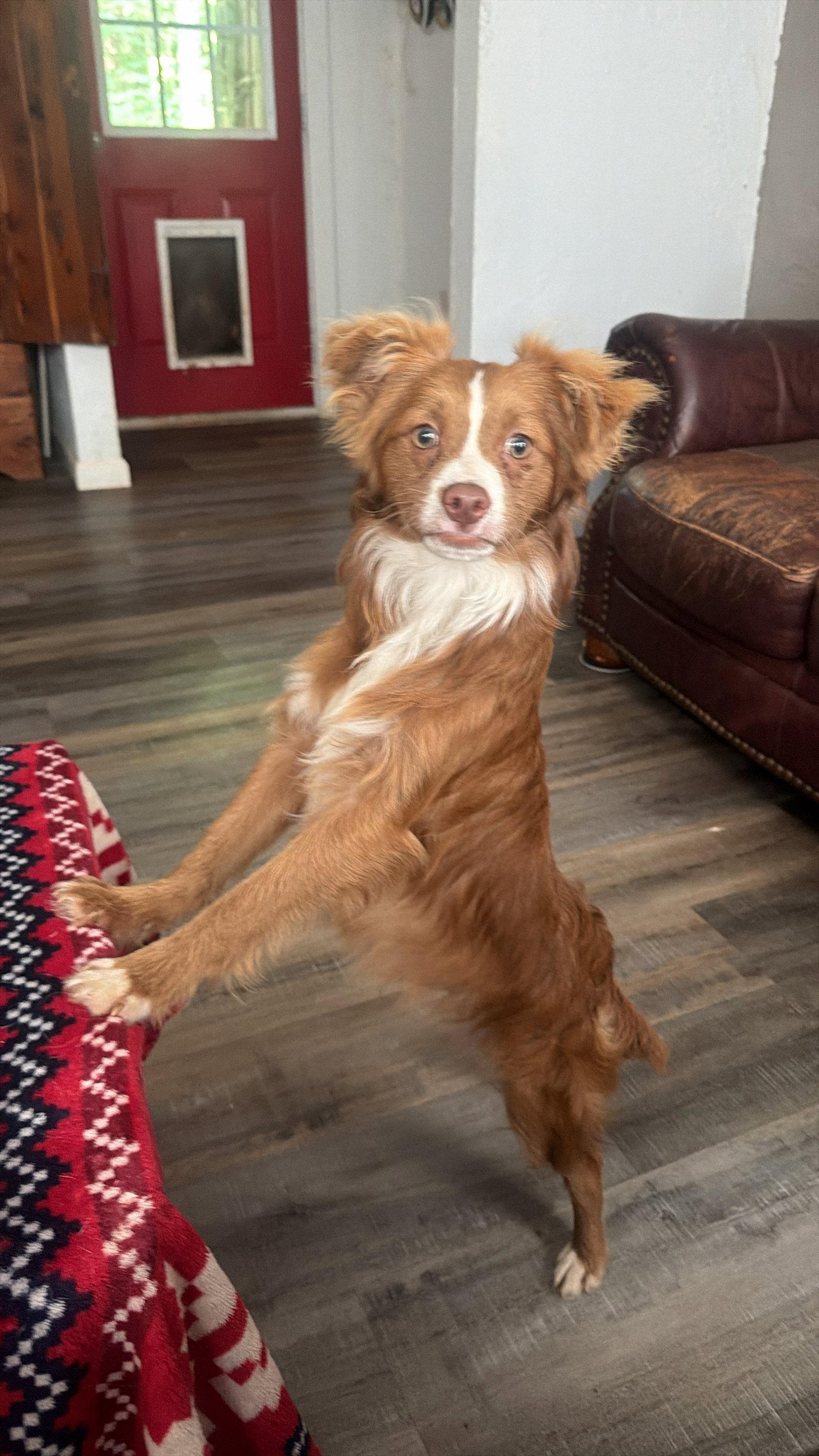 Enlarge Apollo, a Adopted Australian Shepherd in Raleigh, NC image 1/1