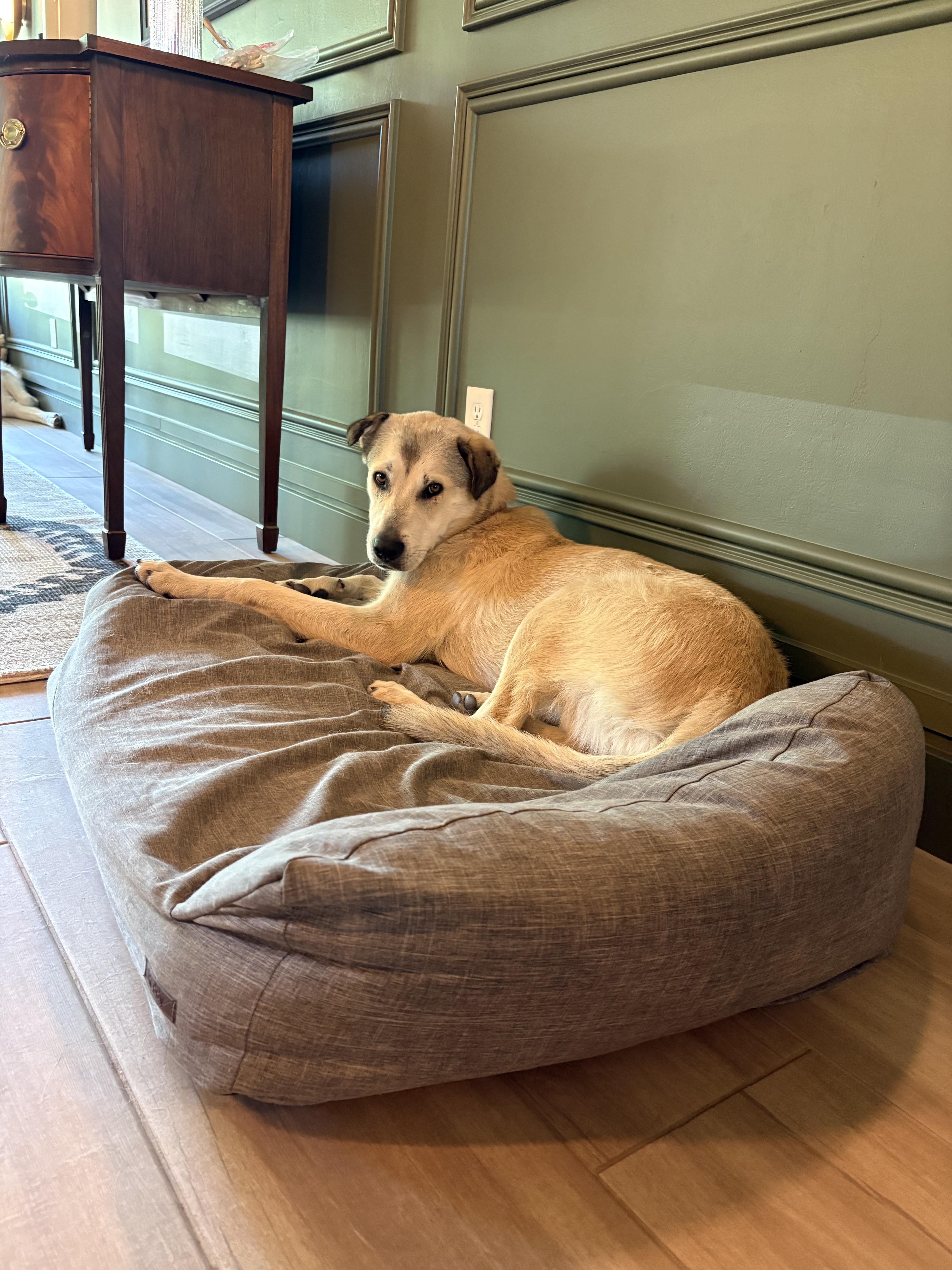 Enlarge Bunga (aka Cooper), a ADOPTABLE mixed breed in Tucson, AZ image 2/2