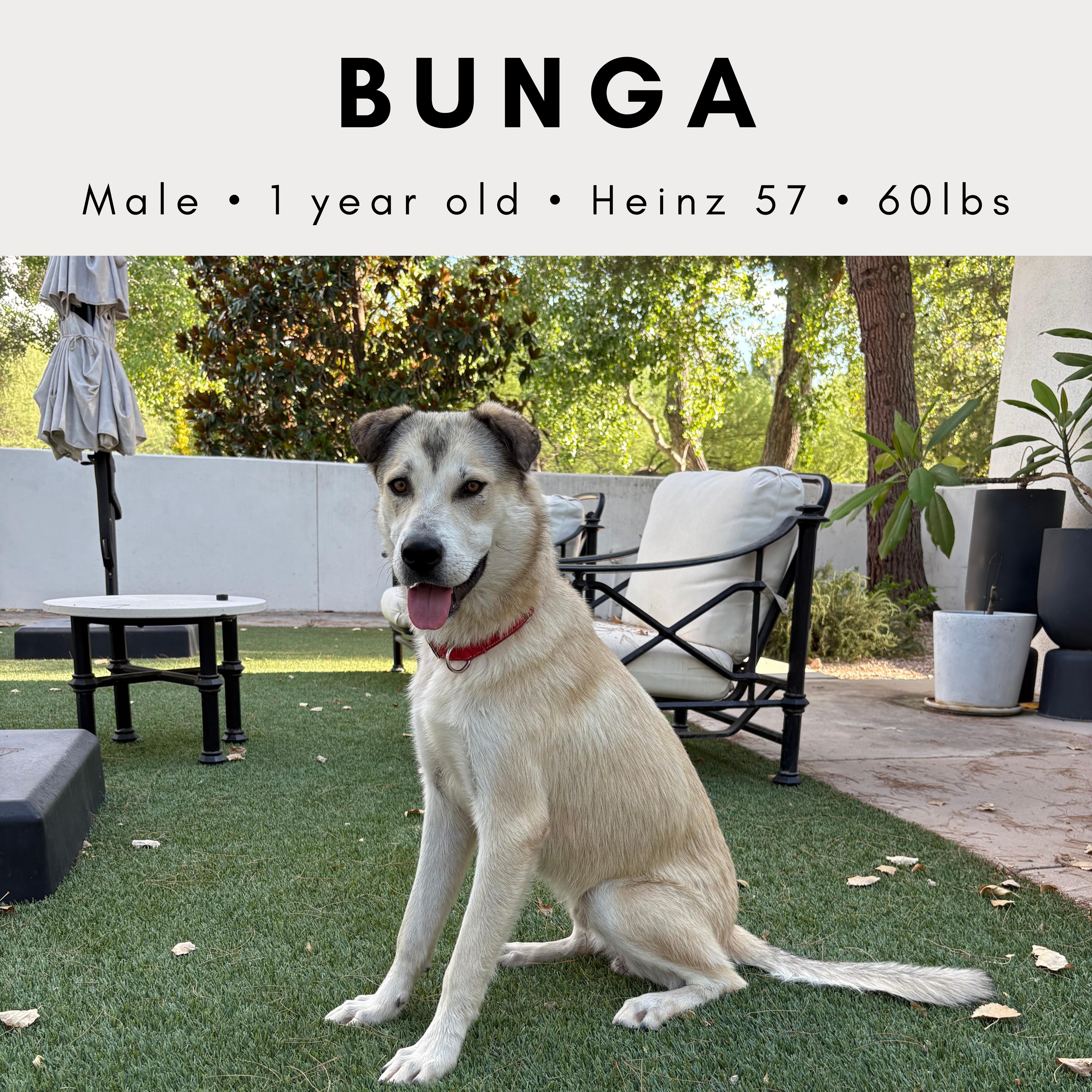 Enlarge Bunga (aka Cooper), a ADOPTABLE mixed breed in Tucson, AZ image 1/2