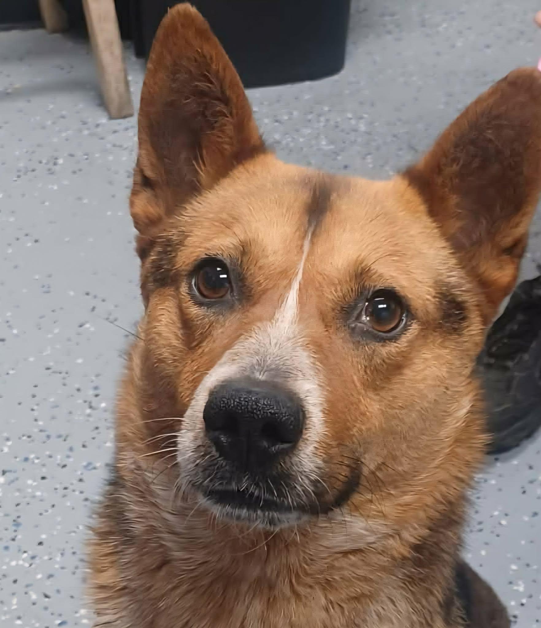 Dr Devious, ADOPTABLE, Young Male Corgi & Australian Cattle Dog / Blue Heeler.