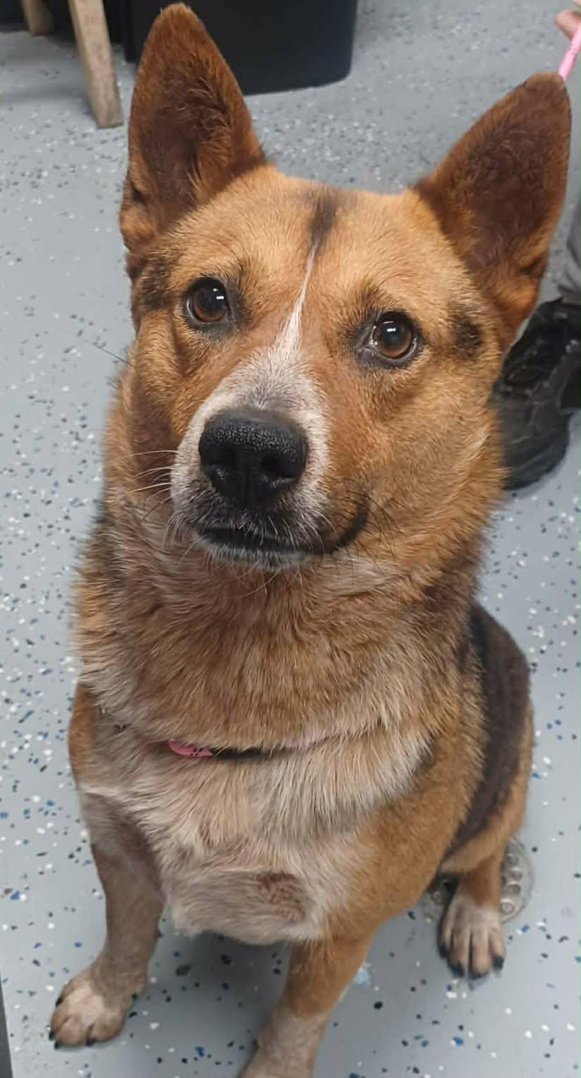 Enlarge Dr Devious, a ADOPTABLE mixed breed in Newport, TN image 2/2