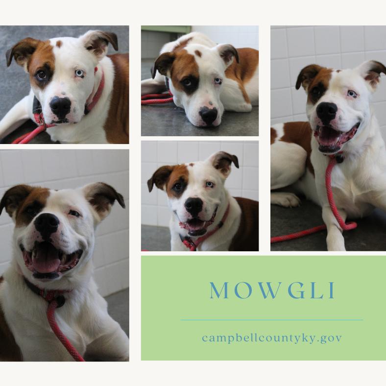 Enlarge Mowgli, a Adoptable Mixed Breed in Melbourne, KY image 1/6