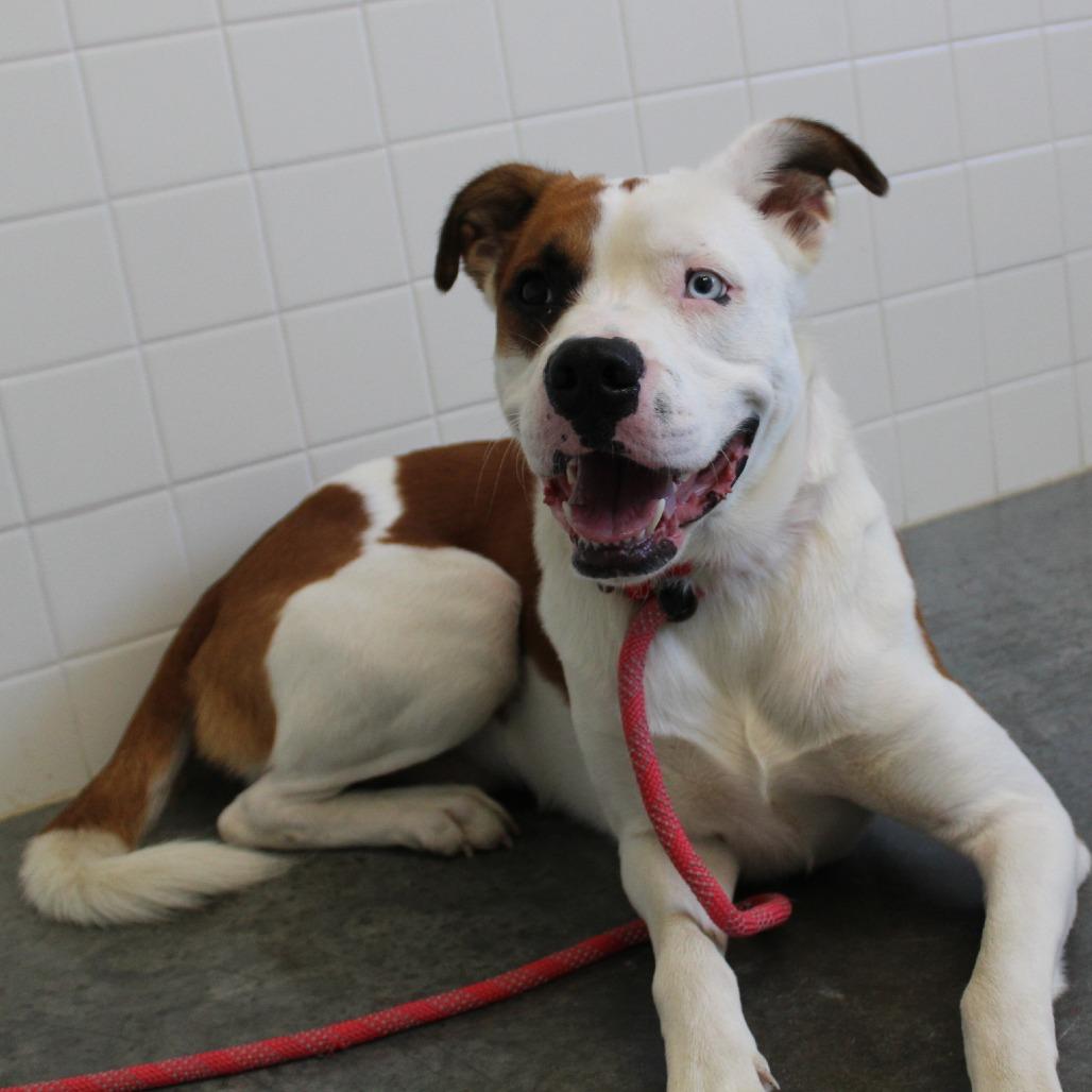 Enlarge Mowgli, a Adoptable Mixed Breed in Melbourne, KY image 2/6