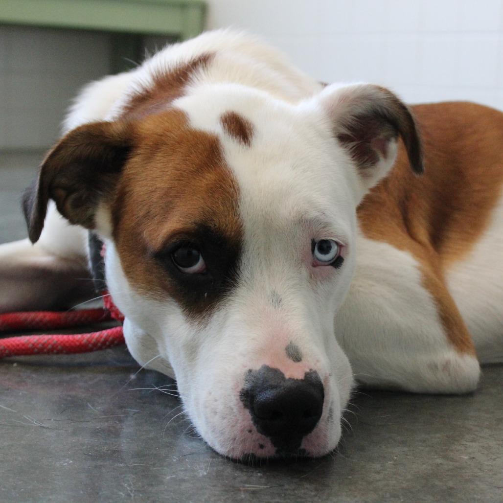 Enlarge Mowgli, a Adoptable Mixed Breed in Melbourne, KY image 3/6