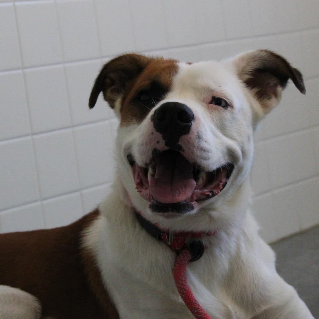 Enlarge Mowgli, a Adoptable Mixed Breed in Melbourne, KY image 4/6