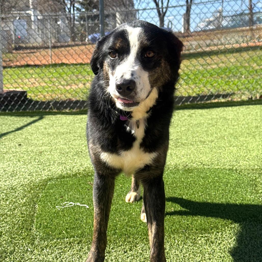 Kylie, Adoptable, Young Female Mixed Breed.