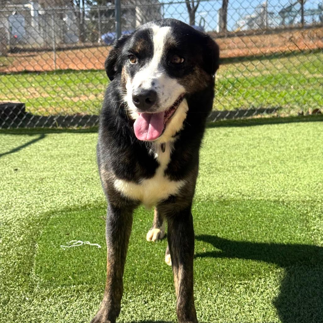 Enlarge Kylie, a Adoptable Mixed Breed in Gainesville, GA image 2/3