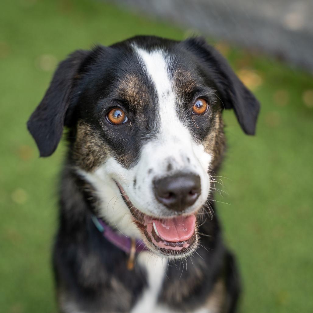 Kylie, a Adoptable Mixed Breed in Gainesville, GA image 3/6