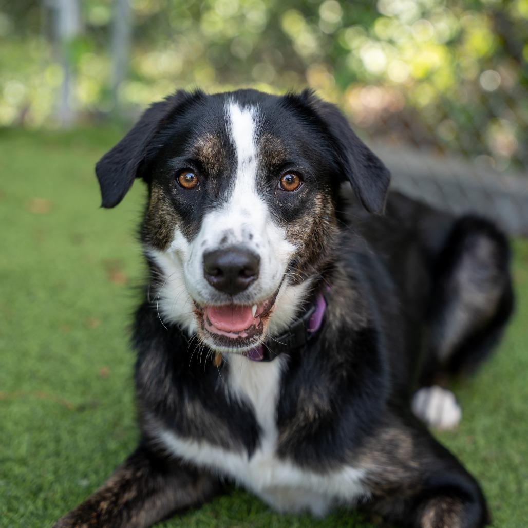 Kylie, a Adoptable Mixed Breed in Gainesville, GA image 4/6