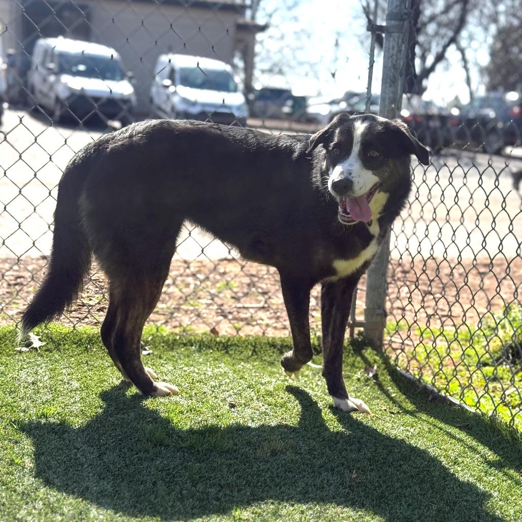 Enlarge Kylie, a Adoptable Mixed Breed in Gainesville, GA image 3/3