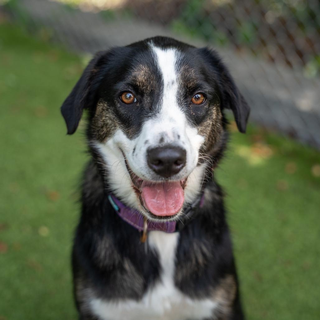Kylie, a Adoptable Mixed Breed in Gainesville, GA image 6/6