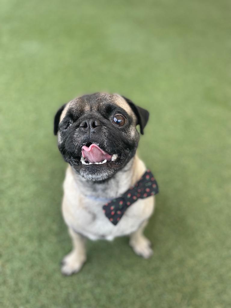 Tussin, Adoptable, Adult Male Pug.