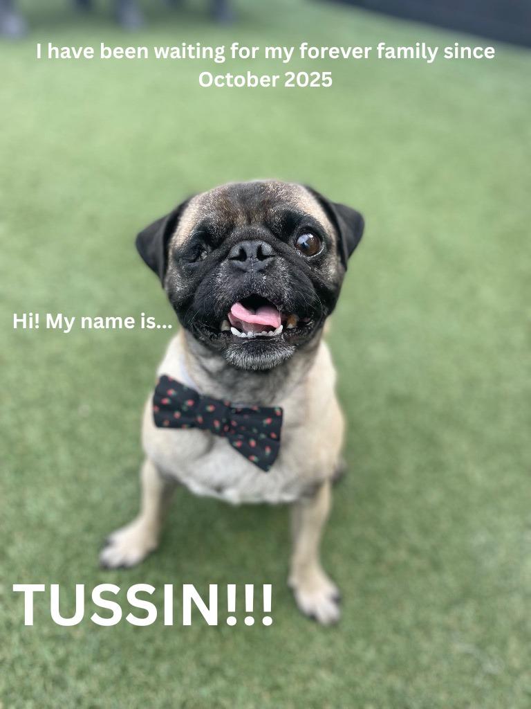 Enlarge Tussin, a Adoptable Pug in Gardena, CA image 5/5